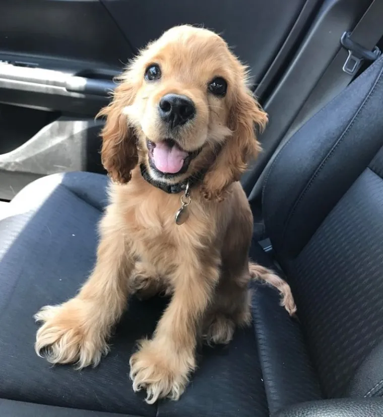 Puni ljubavi i pažnje: Podsjetite se zašto su ljubimci naši najbolji prijatelji