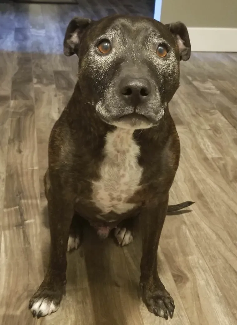 Puni ljubavi i pažnje: Podsjetite se zašto su ljubimci naši najbolji prijatelji