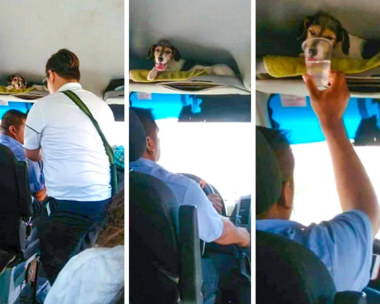 Puni ljubavi i pažnje: Podsjetite se zašto su ljubimci naši najbolji prijatelji