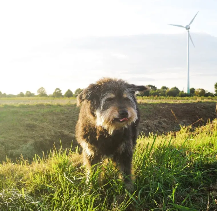 Puni ljubavi i pažnje: Podsjetite se zašto su ljubimci naši najbolji prijatelji