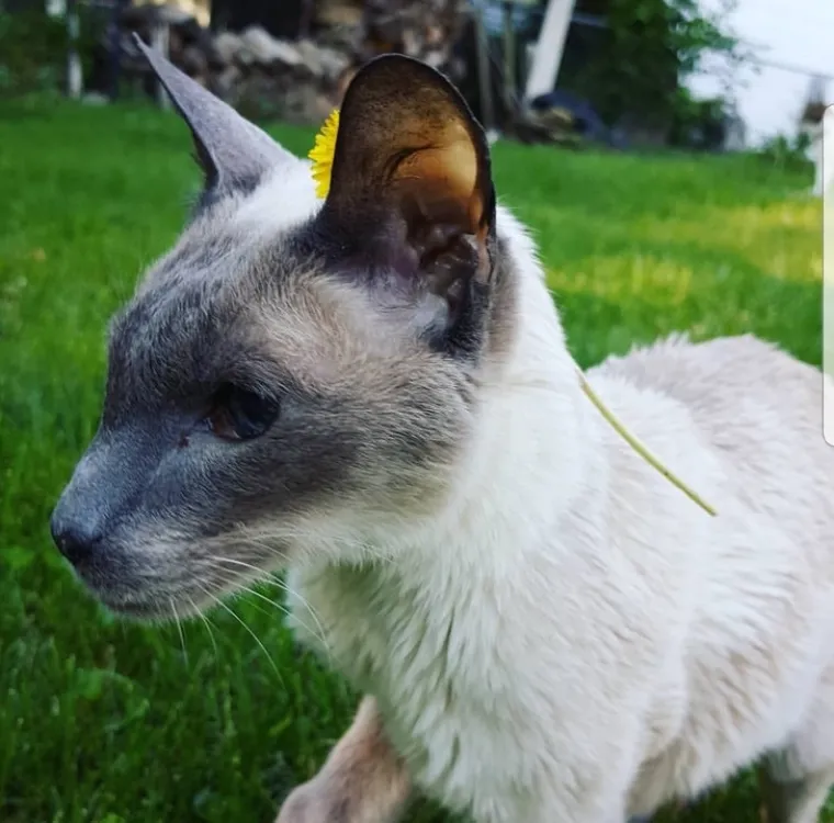 Puni ljubavi i pažnje: Podsjetite se zašto su ljubimci naši najbolji prijatelji