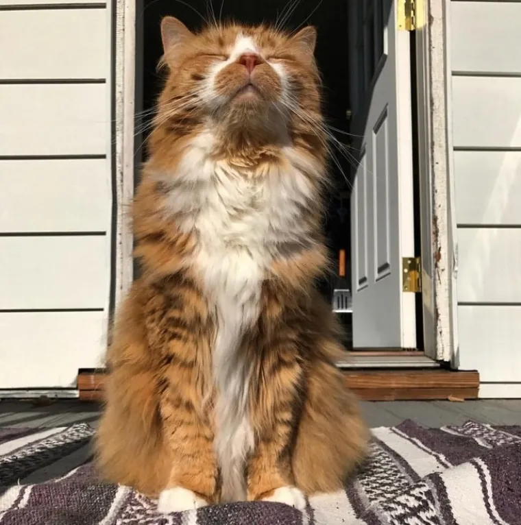 Puni ljubavi i pažnje: Podsjetite se zašto su ljubimci naši najbolji prijatelji