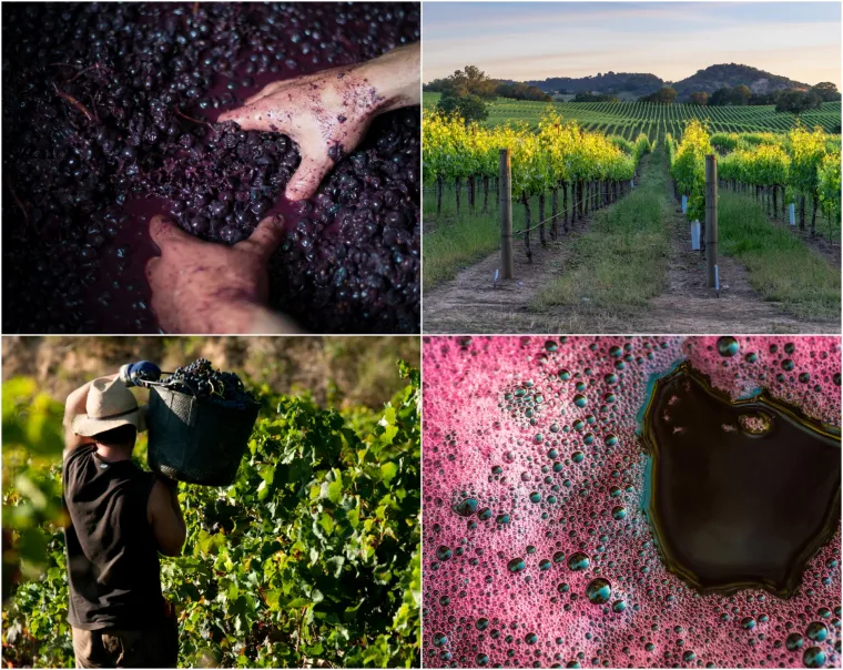 15. Proizvodnja vina