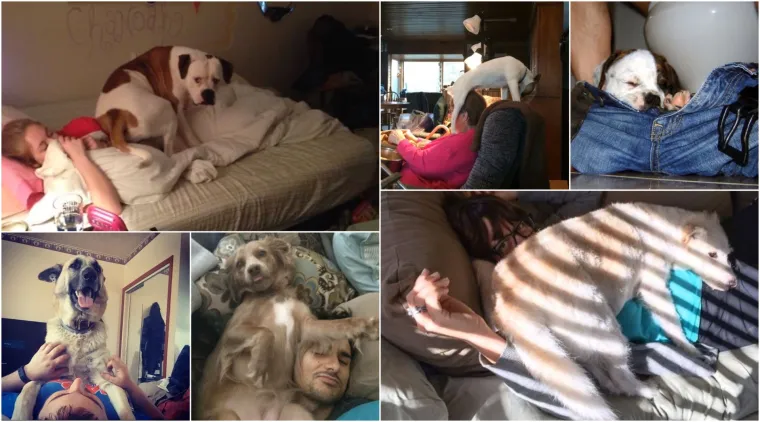 Za&scaron;to ih volimo: 20 preslatkih ljubimaca koji ne poznaju osobni prostor