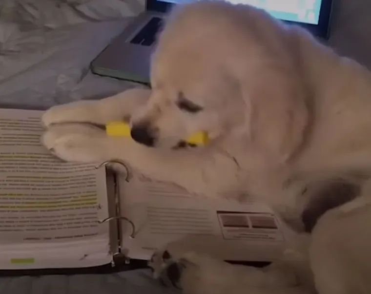 Za&scaron;to ih volimo: 20 preslatkih ljubimaca koji ne poznaju osobni prostor