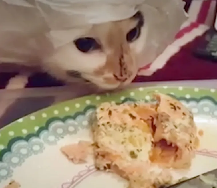 Za&scaron;to ih volimo: 20 preslatkih ljubimaca koji ne poznaju osobni prostor