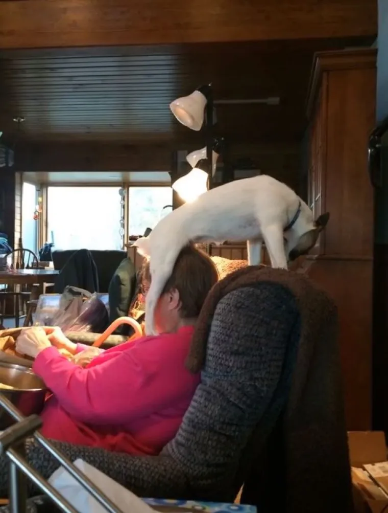 Za&scaron;to ih volimo: 20 preslatkih ljubimaca koji ne poznaju osobni prostor