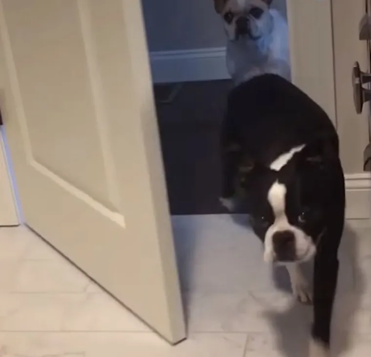 Za&scaron;to ih volimo: 20 preslatkih ljubimaca koji ne poznaju osobni prostor