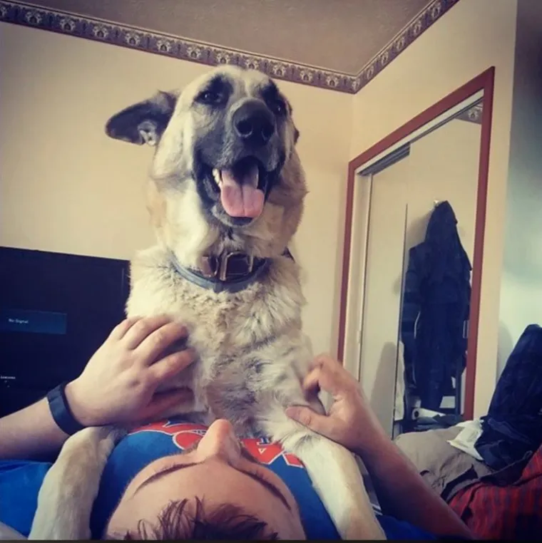 Za&scaron;to ih volimo: 20 preslatkih ljubimaca koji ne poznaju osobni prostor