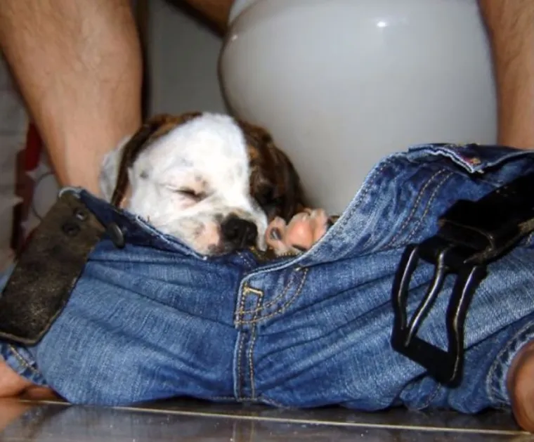 Za&scaron;to ih volimo: 20 preslatkih ljubimaca koji ne poznaju osobni prostor