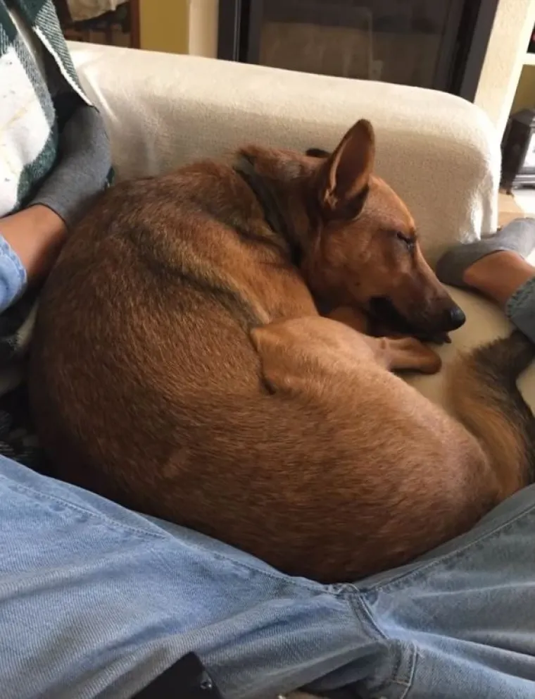 Za&scaron;to ih volimo: 20 preslatkih ljubimaca koji ne poznaju osobni prostor