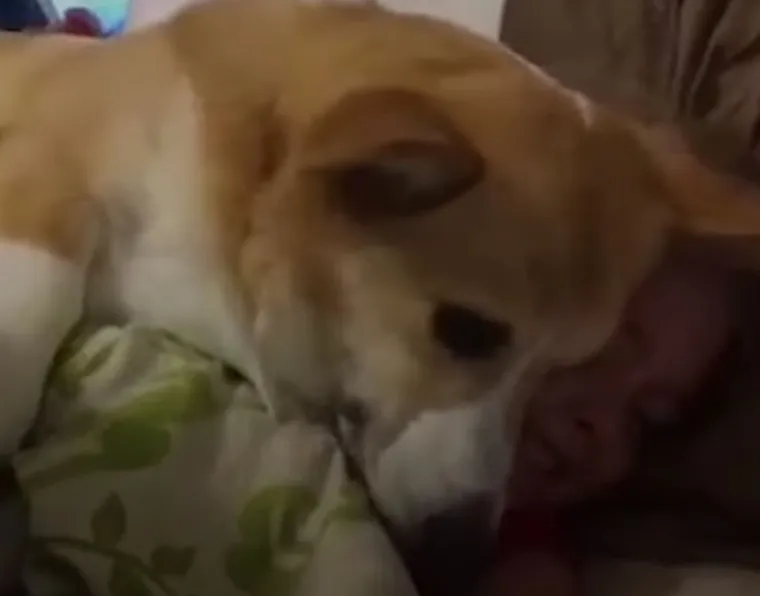 Za&scaron;to ih volimo: 20 preslatkih ljubimaca koji ne poznaju osobni prostor