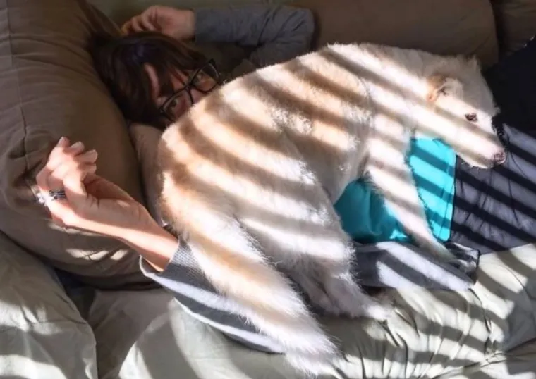 Za&scaron;to ih volimo: 20 preslatkih ljubimaca koji ne poznaju osobni prostor