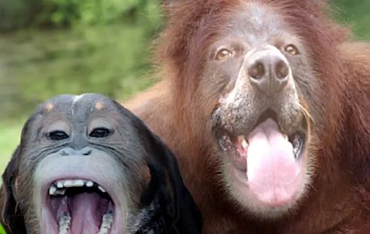 Kad kćer postane pećnica, a tata Teletubbies: TOP 35 najsmje&scaron;nijih 'face swap' slika