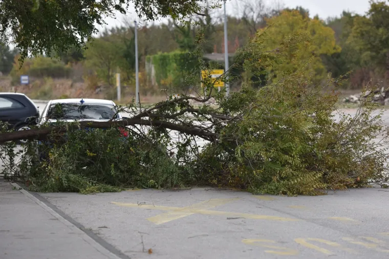 ORKANSKI UDARI VJETRA: Snažno jugo sru&scaron;ilo stablo na cestu u Dubravi kod &Scaron;ibenika