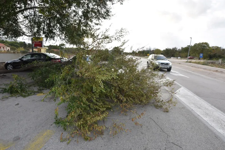 ORKANSKI UDARI VJETRA: Snažno jugo sru&scaron;ilo stablo na cestu u Dubravi kod &Scaron;ibenika