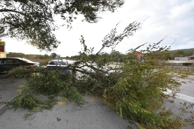 ORKANSKI UDARI VJETRA: Snažno jugo sru&scaron;ilo stablo na cestu u Dubravi kod &Scaron;ibenika