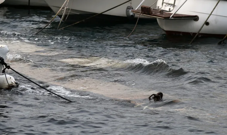 PLIMNI VAL U ŠIBENIKU: Zbog jakog juga poplavljeni riva i privezište za brodice u gradskom predjelu Dolac