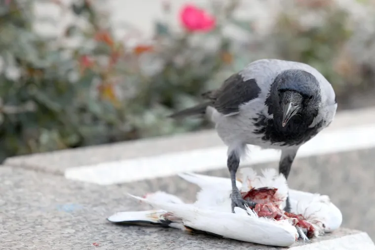 Siva vrana jede goluba na Trgu bana Jelacica. Iako se u gradu  vrane većinom vide kako pretražuju smeće u potrazi za hranom te vrlo inteligentne ptice su grabezljivci i hrane se jajima i drugim ptica, strvinama, a često lovi miseve, gustere, zmije i druge sitne životinje.