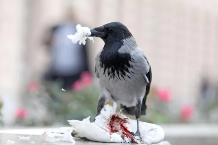 Photo: Patrik Macek/PIXSELL