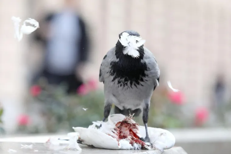 Photo: Patrik Macek/PIXSELL