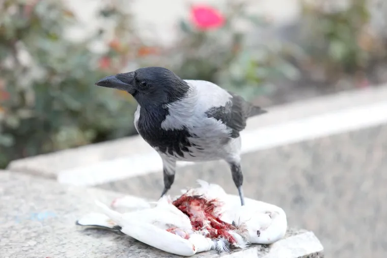 Photo: Patrik Macek/PIXSELL