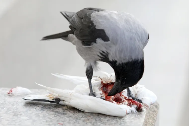 Photo: Patrik Macek/PIXSELL