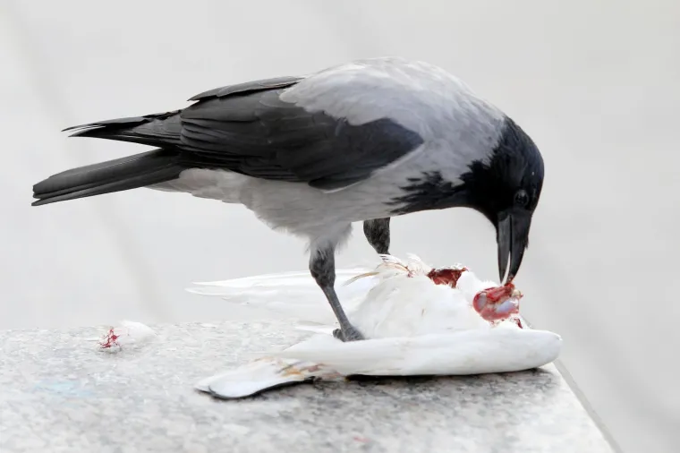 Photo: Patrik Macek/PIXSELL