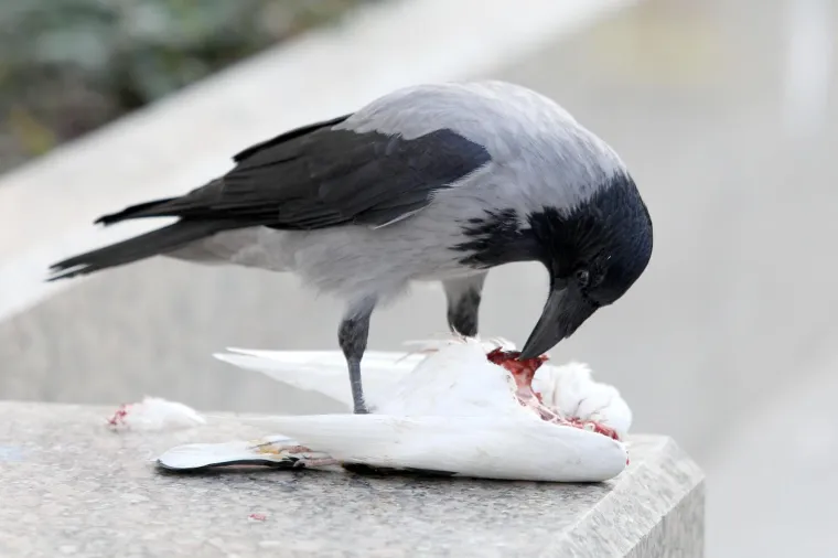 Photo: Patrik Macek/PIXSELL