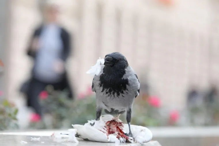 Photo: Patrik Macek/PIXSELL