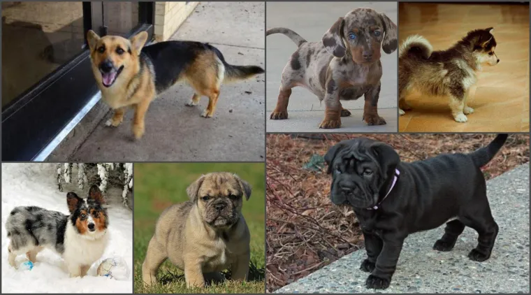 Horgi, Pomski i ostali peseki: TOP 20 mje&scaron;anaca koji su jo&scaron; slađi od svojih čistokrvnih roditelja!