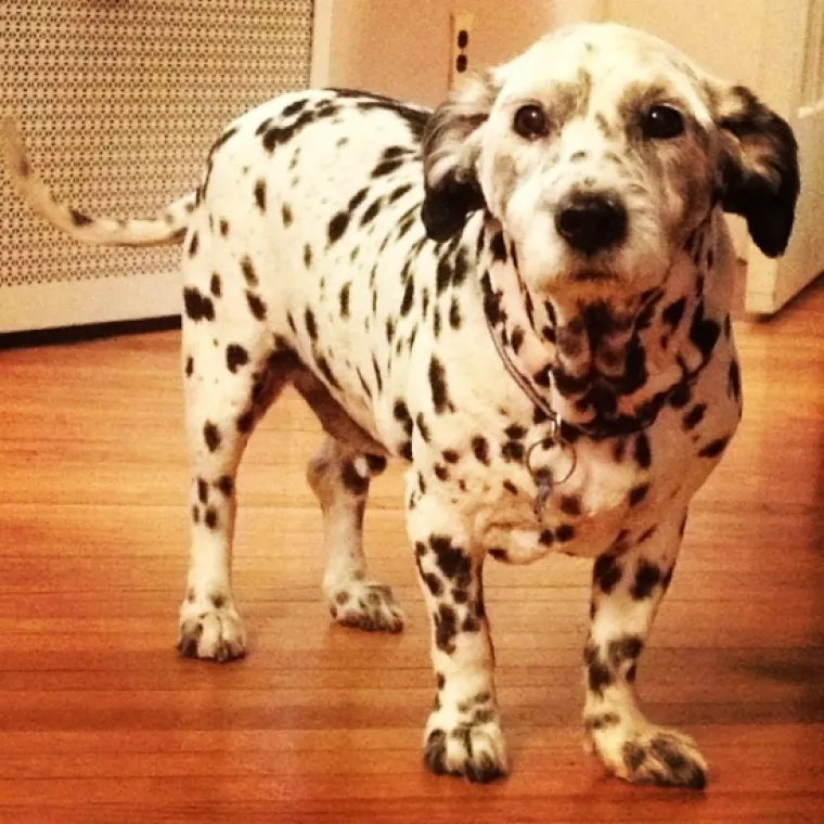 Horgi, Pomski i ostali peseki: TOP 20 mje&scaron;anaca koji su jo&scaron; slađi od svojih čistokrvnih roditelja!