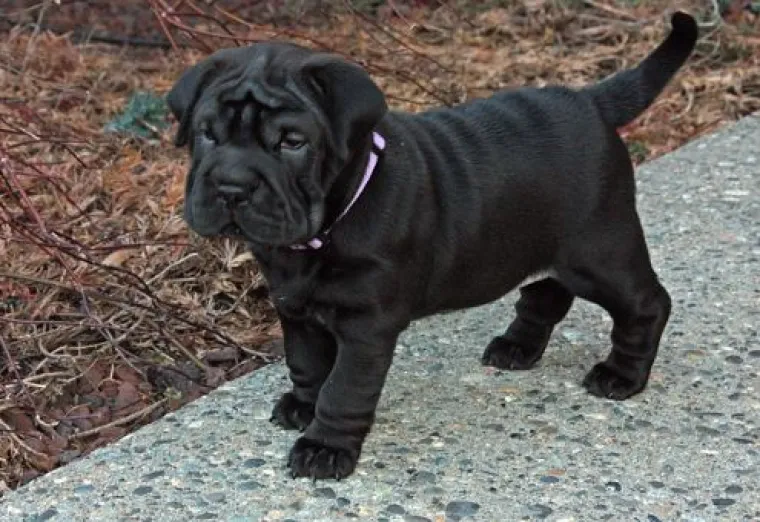 Horgi, Pomski i ostali peseki: TOP 20 mje&scaron;anaca koji su jo&scaron; slađi od svojih čistokrvnih roditelja!