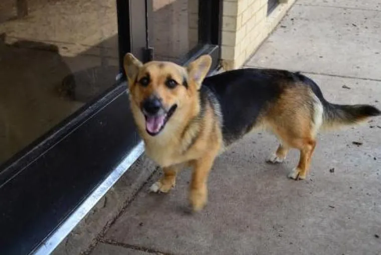 Horgi, Pomski i ostali peseki: TOP 20 mje&scaron;anaca koji su jo&scaron; slađi od svojih čistokrvnih roditelja!