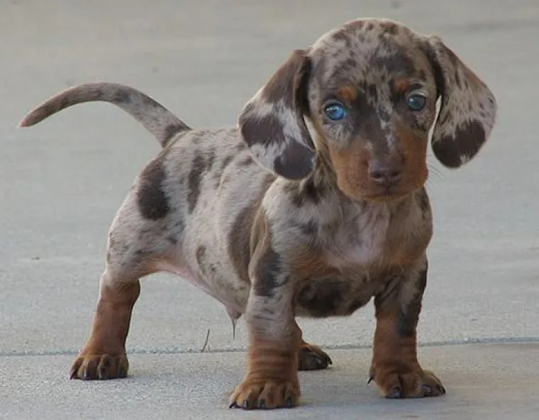 Horgi, Pomski i ostali peseki: TOP 20 mje&scaron;anaca koji su jo&scaron; slađi od svojih čistokrvnih roditelja!