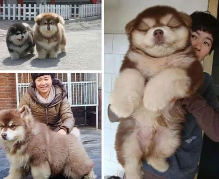 Horgi, Pomski i ostali peseki: TOP 20 mje&scaron;anaca koji su jo&scaron; slađi od svojih čistokrvnih roditelja!