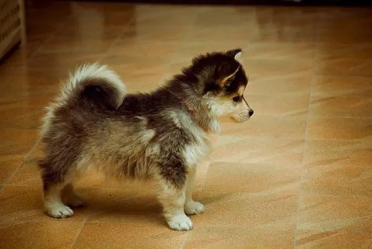 Horgi, Pomski i ostali peseki: TOP 20 mje&scaron;anaca koji su jo&scaron; slađi od svojih čistokrvnih roditelja!