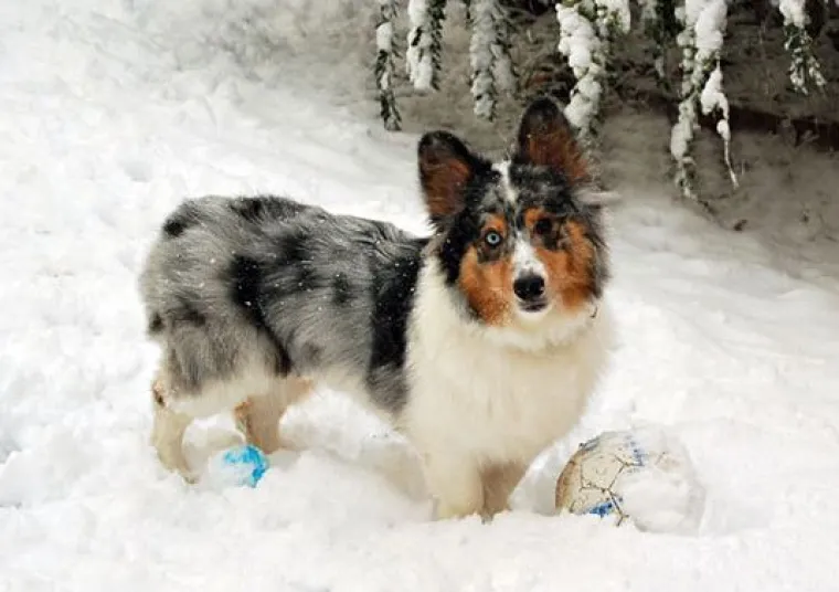 Horgi, Pomski i ostali peseki: TOP 20 mje&scaron;anaca koji su jo&scaron; slađi od svojih čistokrvnih roditelja!