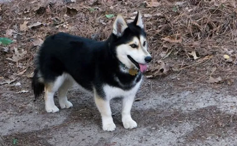 Horgi, Pomski i ostali peseki: TOP 20 mje&scaron;anaca koji su jo&scaron; slađi od svojih čistokrvnih roditelja!