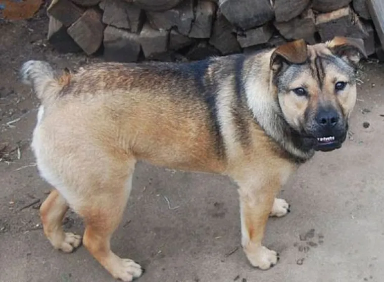 Horgi, Pomski i ostali peseki: TOP 20 mje&scaron;anaca koji su jo&scaron; slađi od svojih čistokrvnih roditelja!