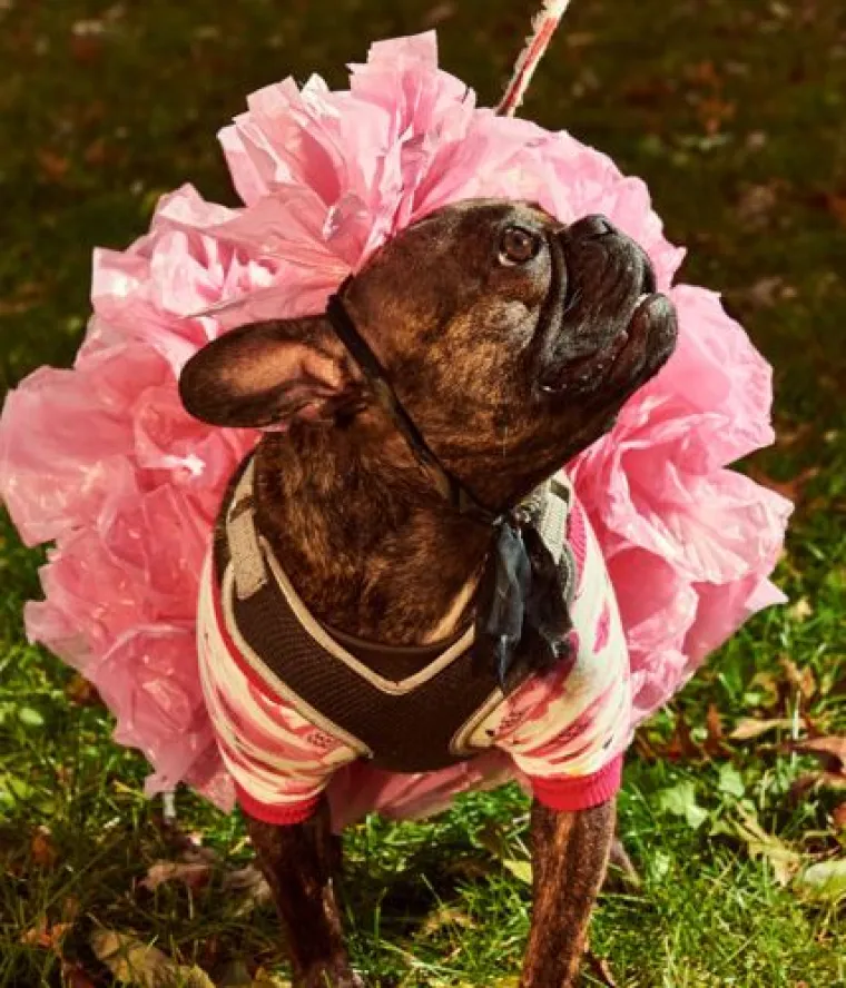 Od Superpsa, do milijuna&scaron;a i dinosaura: I ljubimci vole Noć vje&scaron;tica, a kostimi su im bolji od na&scaron;ih!