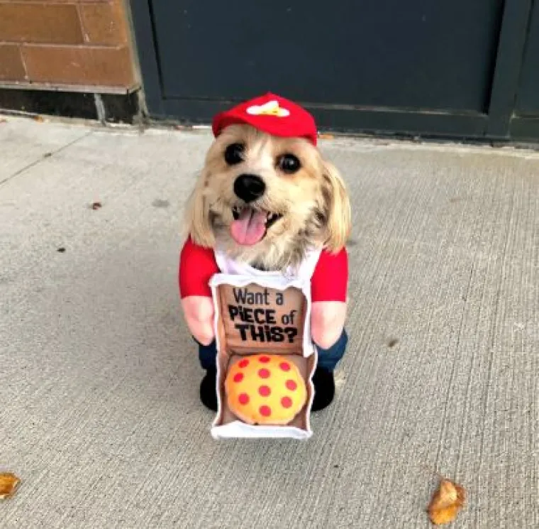 Od Superpsa, do milijuna&scaron;a i dinosaura: I ljubimci vole Noć vje&scaron;tica, a kostimi su im bolji od na&scaron;ih!