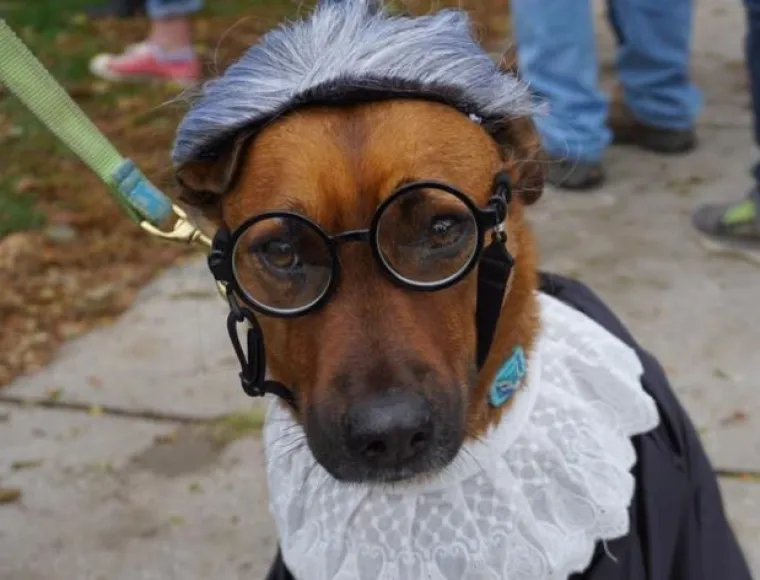 Od Superpsa, do milijuna&scaron;a i dinosaura: I ljubimci vole Noć vje&scaron;tica, a kostimi su im bolji od na&scaron;ih!