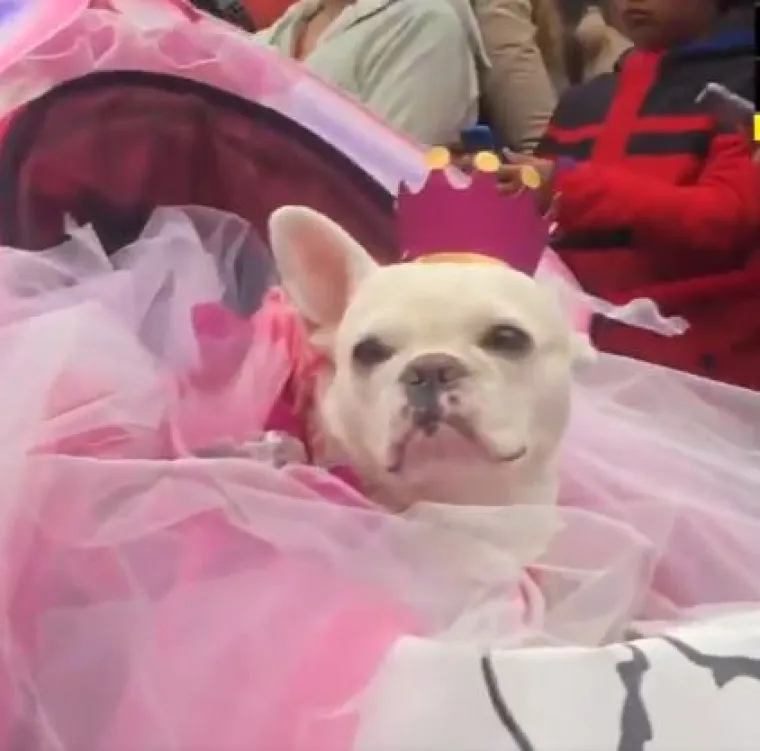 Od Superpsa, do milijuna&scaron;a i dinosaura: I ljubimci vole Noć vje&scaron;tica, a kostimi su im bolji od na&scaron;ih!