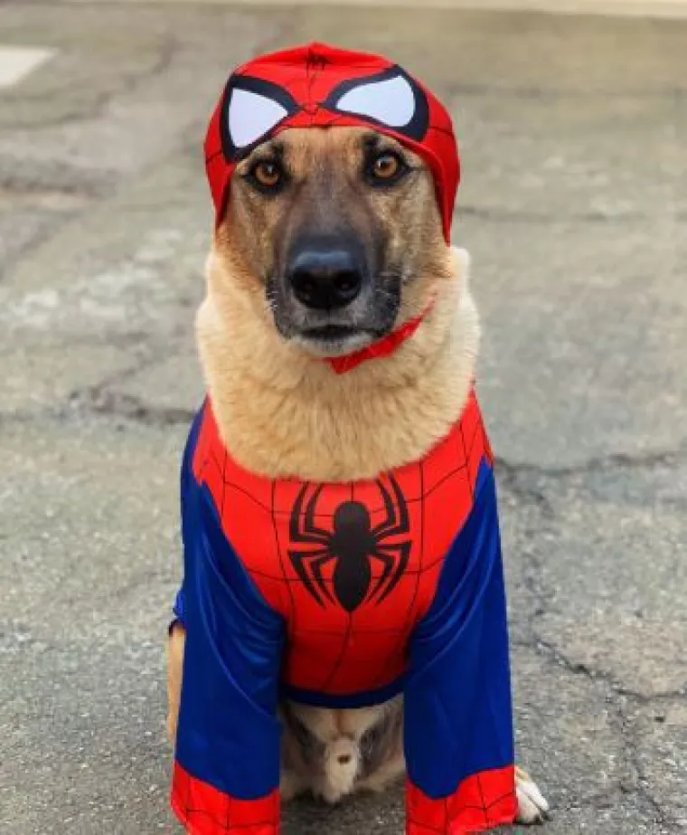 Od Superpsa, do milijuna&scaron;a i dinosaura: I ljubimci vole Noć vje&scaron;tica, a kostimi su im bolji od na&scaron;ih!