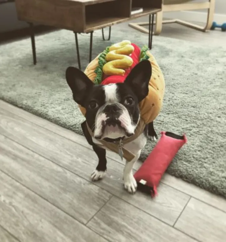 Od Superpsa, do milijuna&scaron;a i dinosaura: I ljubimci vole Noć vje&scaron;tica, a kostimi su im bolji od na&scaron;ih!