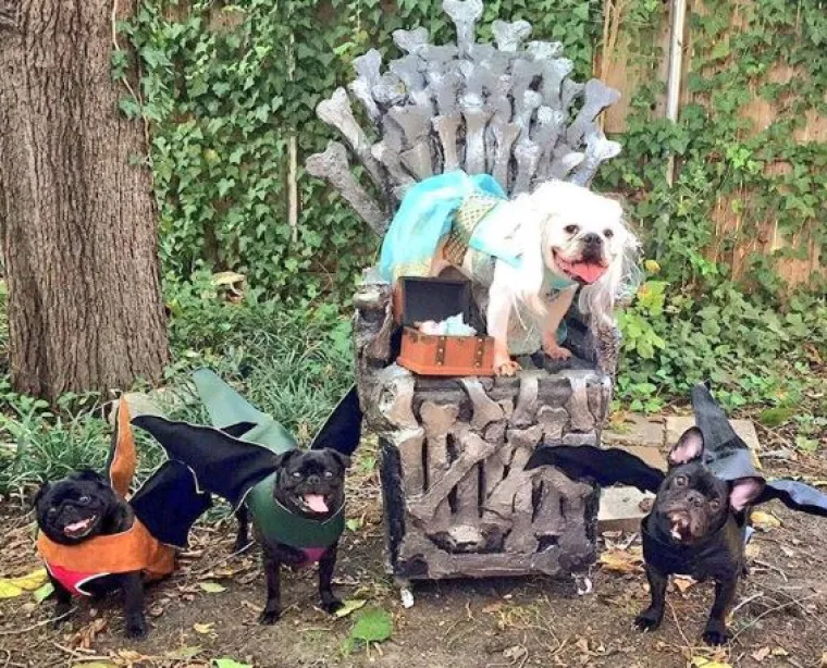 Od Superpsa, do milijuna&scaron;a i dinosaura: I ljubimci vole Noć vje&scaron;tica, a kostimi su im bolji od na&scaron;ih!