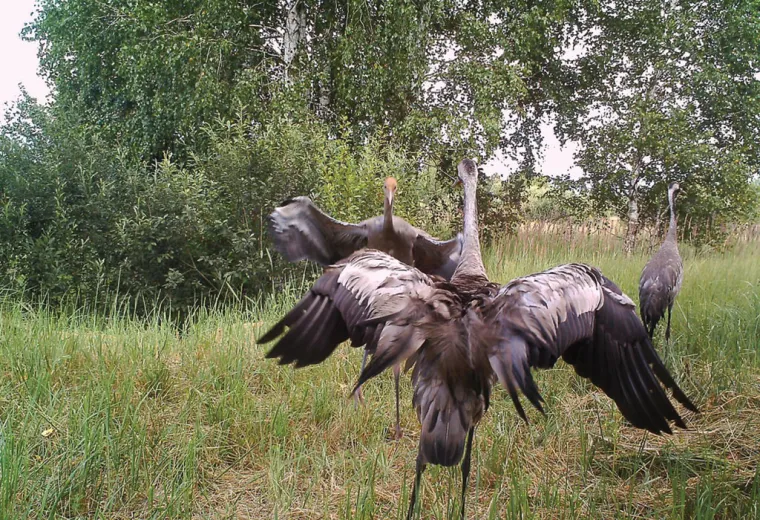 Mutacije kao posljedica zračenja: Najčudniji organizmi fotografirani u Černobilu i Fukushimi
