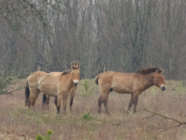 Mutacije kao posljedica zračenja: Najčudniji organizmi fotografirani u Černobilu i Fukushimi