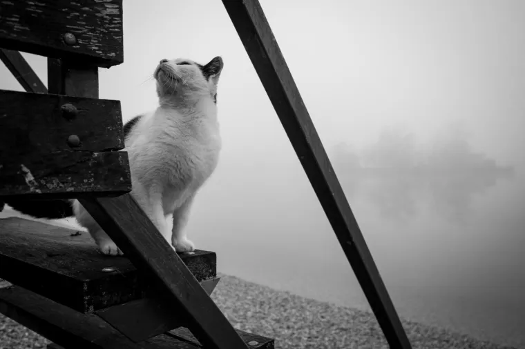 Photo: Davor Puklavec/PIXSELL